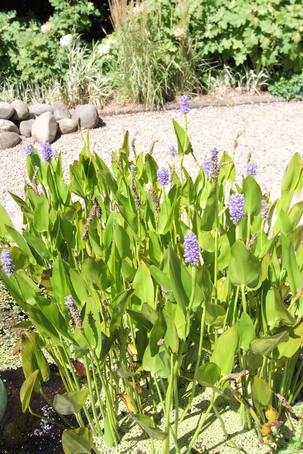 Pickeral rush in pond